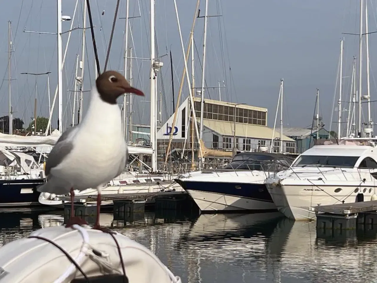 Seagull perched on a yacht in the marina with sailing boats in the background